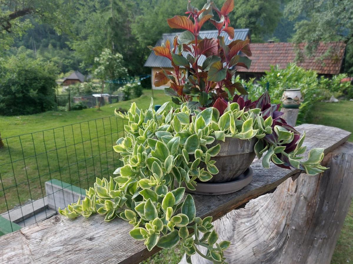 Apartmaji Katrc Soča المظهر الخارجي الصورة