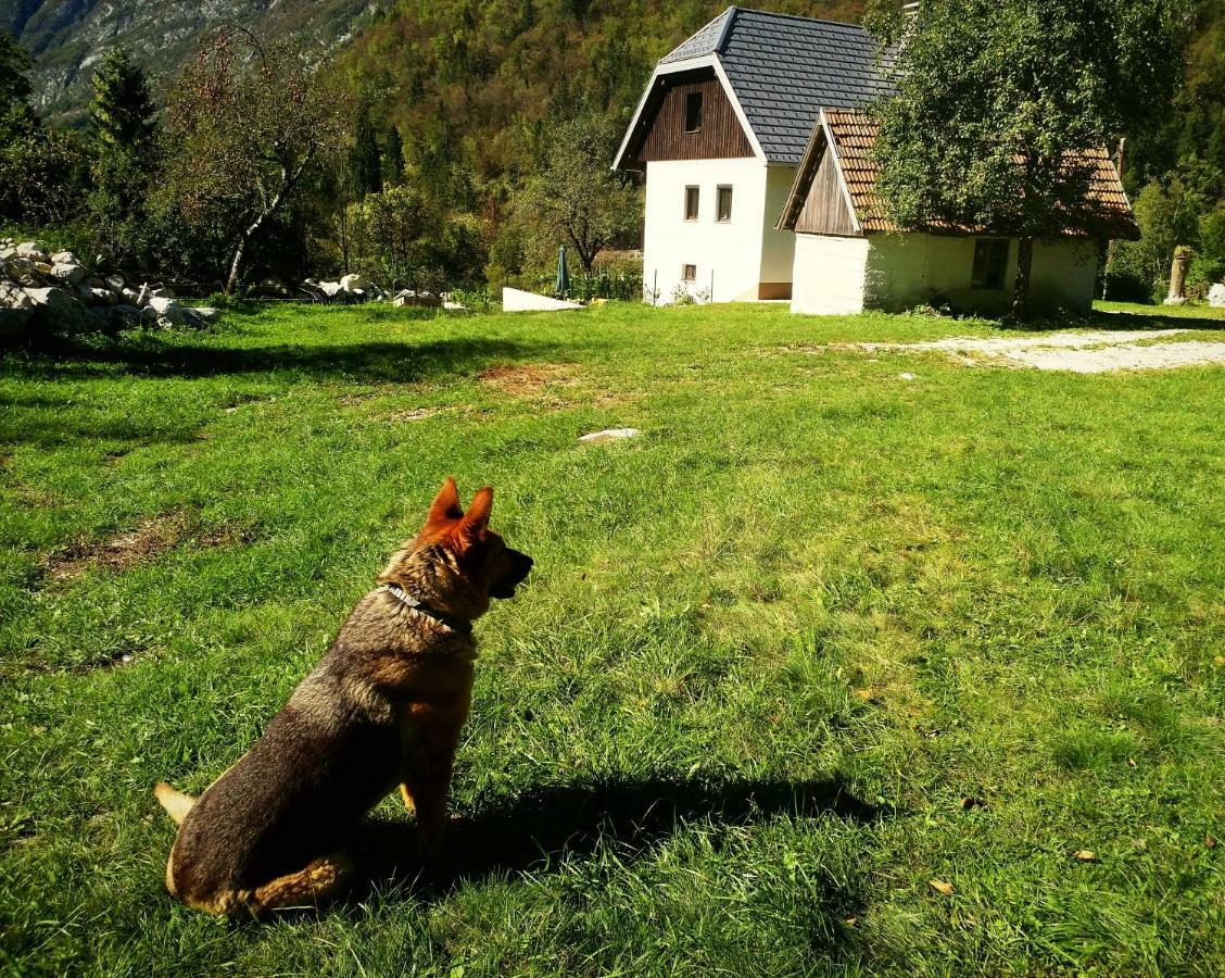 Apartmaji Katrc Soča المظهر الخارجي الصورة